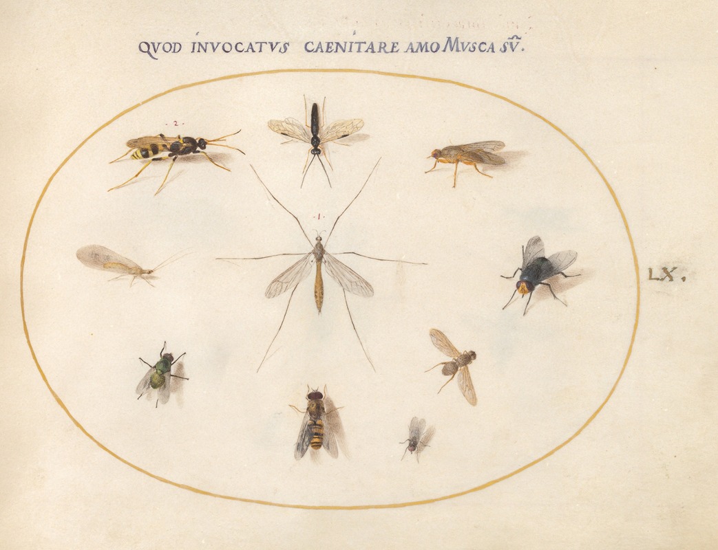 Joris Hoefnagel - Plate 60; Flies and Other Insects