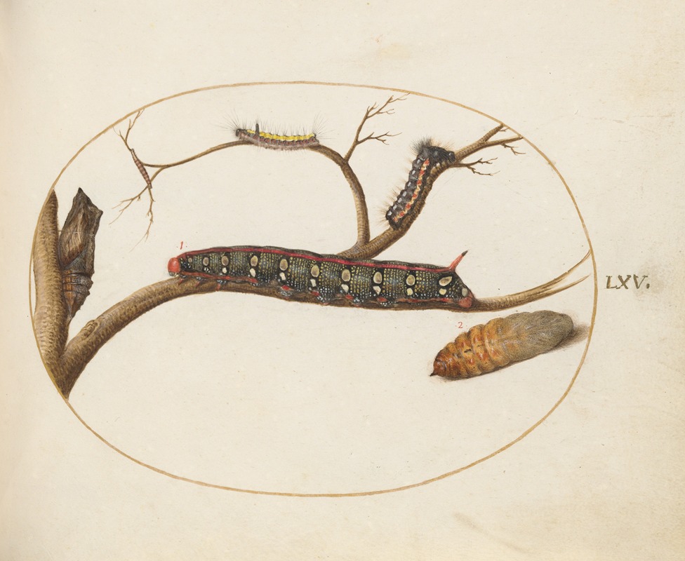 Joris Hoefnagel - Leafy Spurge Hawkmoth Caterpillar, Gray Dagger Caterpillar, and Pupae