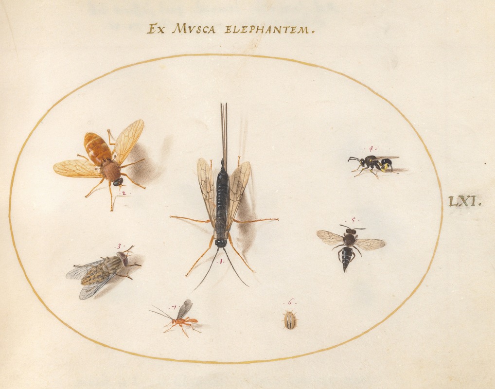 Joris Hoefnagel - Plate 61; Seven Insects, Including Flies