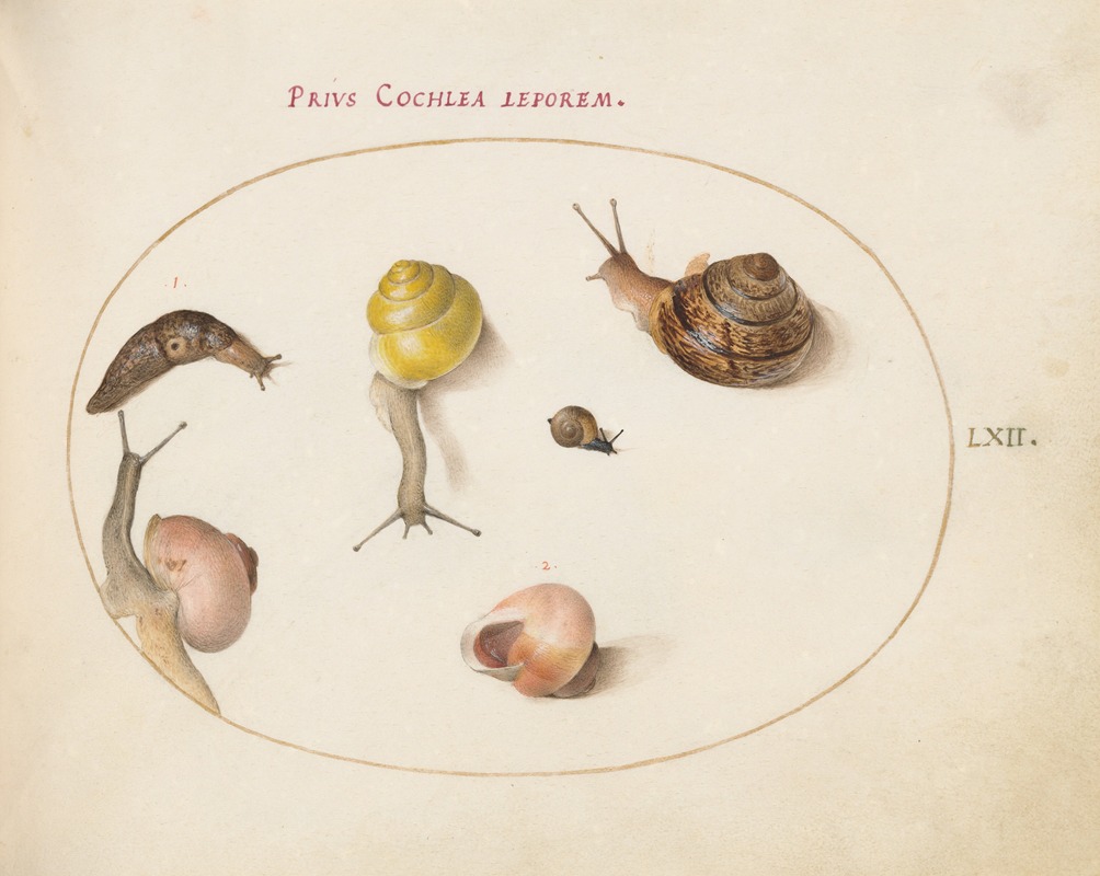 Joris Hoefnagel - A Slug with Snails