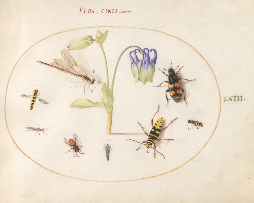 Joris Hoefnagel - Plate 63; A Dragonfly, a Spotted Longhorn, a Sexton Beetle, and Other Insects with a Blue and White Columbine