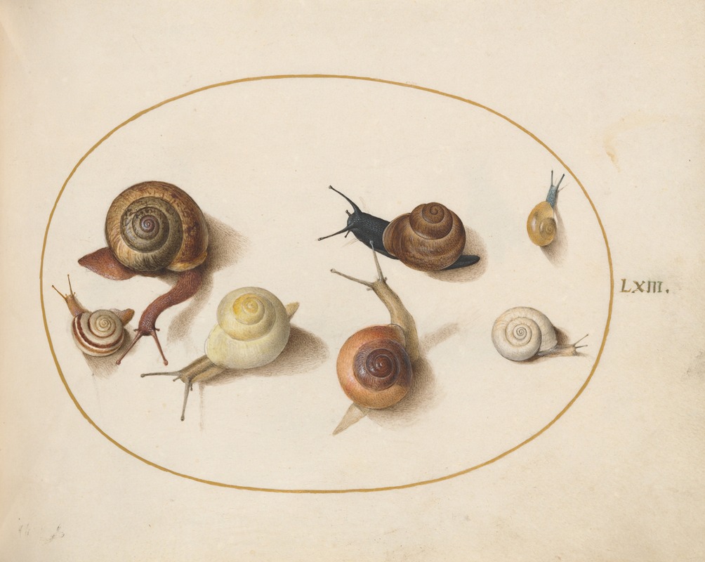 Joris Hoefnagel - Seven Snails