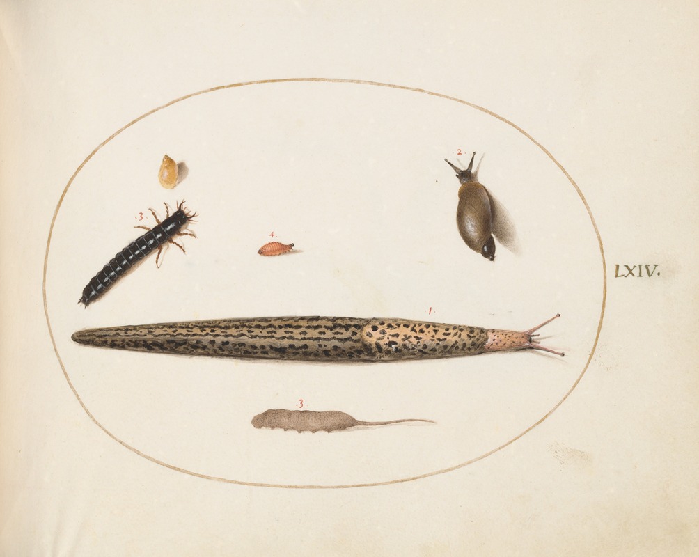 Joris Hoefnagel - Leopard Slug, Ground Beetle Larva, a Rat-tailed Maggot, and Other Creatures