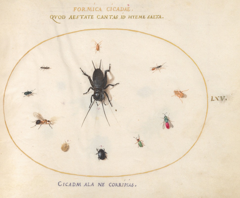 Joris Hoefnagel - Plate 65; A Cricket Surrounded by Insects, Including a Ruby-Tailed Wasp