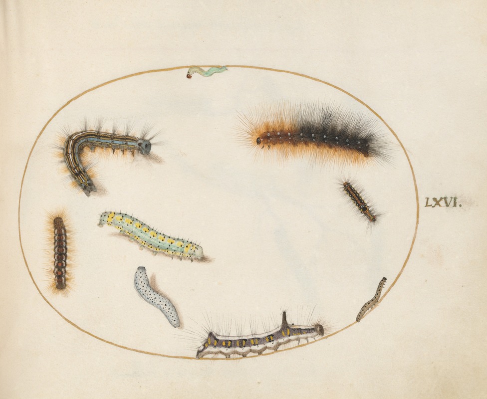 Joris Hoefnagel - Lackey Moth Caterpillar, Figure of Eight Caterpillar, Grey Dagger Caterpillar, and Other Caterpillars