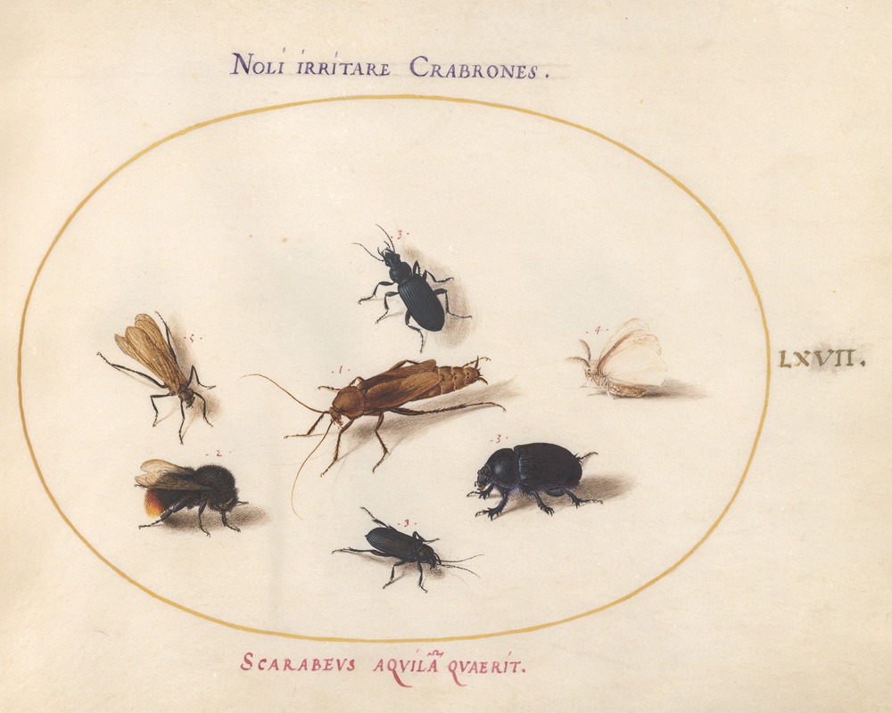 Joris Hoefnagel - Plate 67; Seven Insects, Including a White Butterfly and a Bee