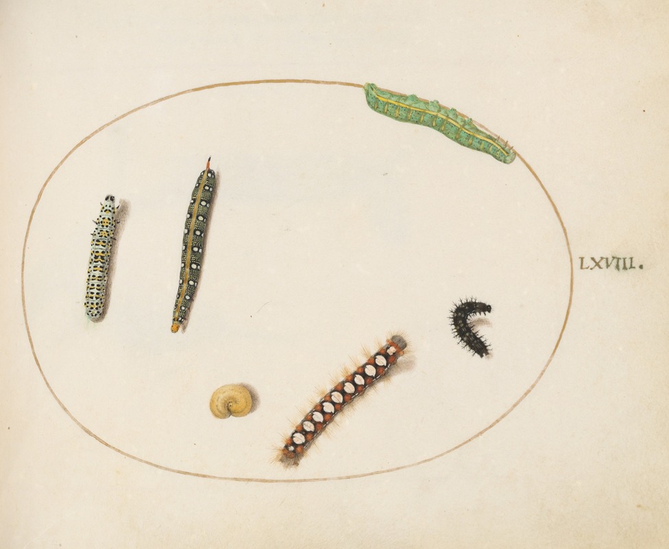 Joris Hoefnagel - Leafy Spurge Hawkmoth Caterpillar, Mullein Moth Caterpillar, and Other Caterpillars