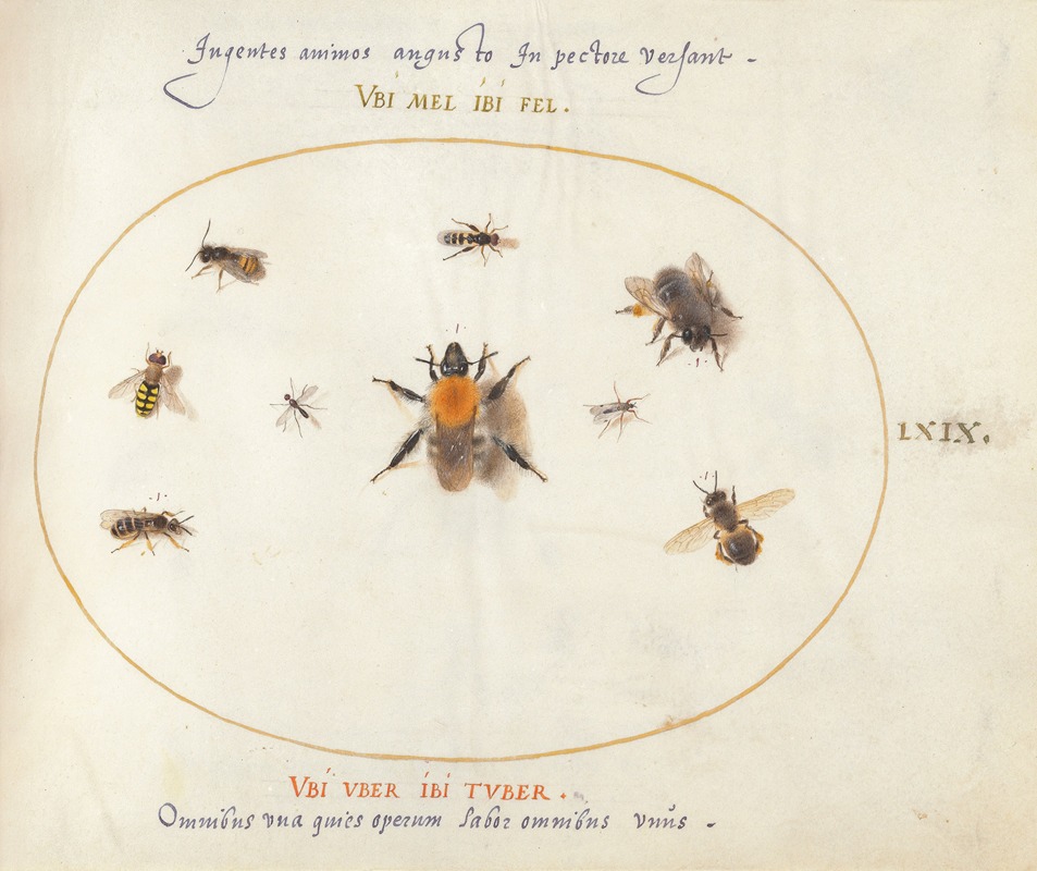 Joris Hoefnagel - Plate 69; Nine Bees and Other Insects