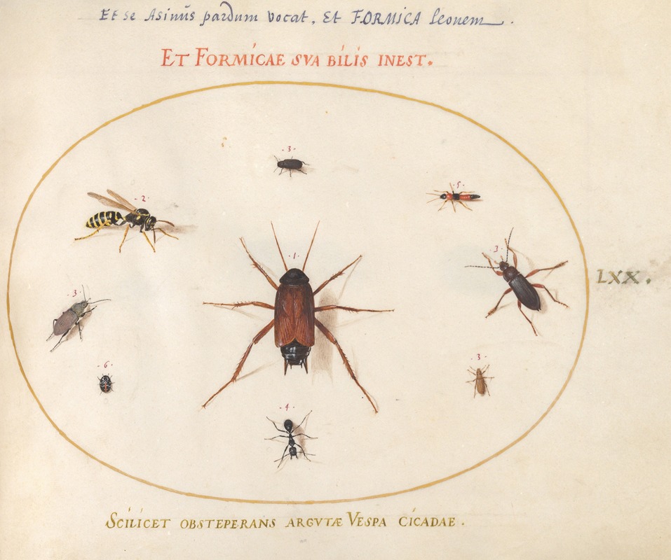 Joris Hoefnagel - Plate 70; A Roach Surrounded by Insects