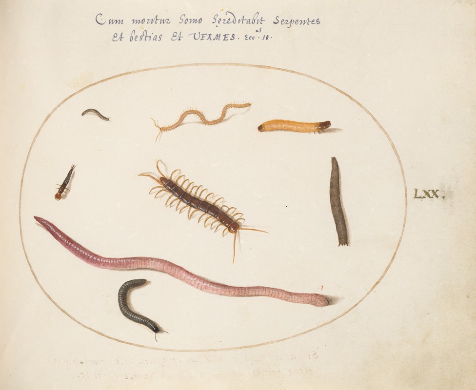 Joris Hoefnagel - Worm, Centipede, Millipede, and Other Long Creatures