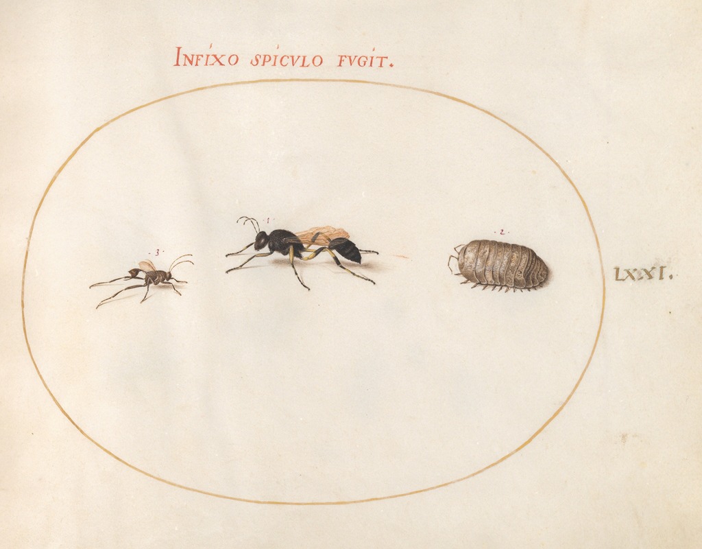 Joris Hoefnagel - Plate 71; Two Wasps and a Pill Bug