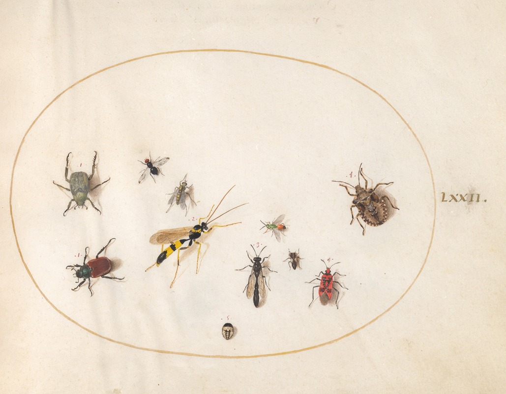 Joris Hoefnagel - Plate 72; Shield Bug, Cinnamon Bug, Wasp, and Other Insects