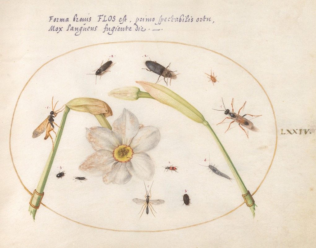 Joris Hoefnagel - Plate 74; Insects with White Daffodils