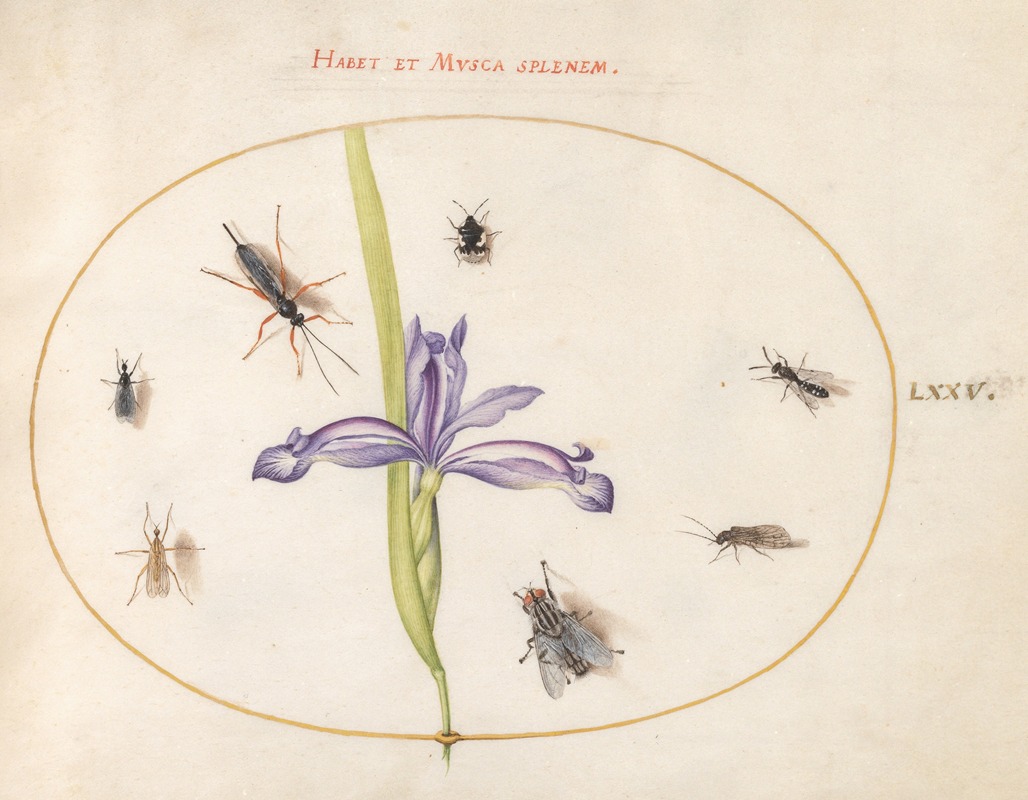 Joris Hoefnagel - Plate 75; A Fly and Other Insects with an Iris