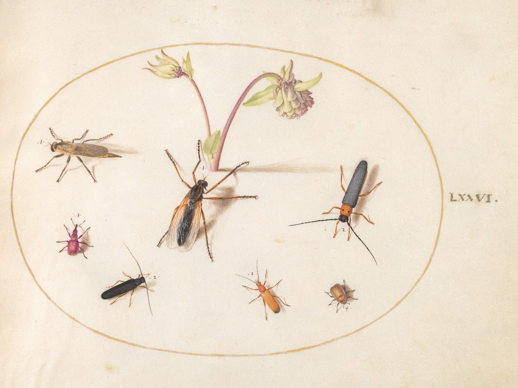 Joris Hoefnagel - Plate 76; Insects with a Pink and Cream Columbine