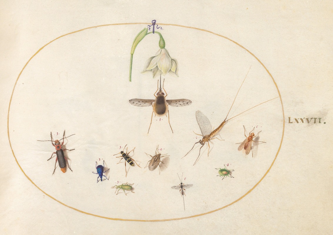 Joris Hoefnagel - Plate 77; Dotted Bee Fly with a White Flower, a Mayfly, a Blue Weevil, and Other Insects