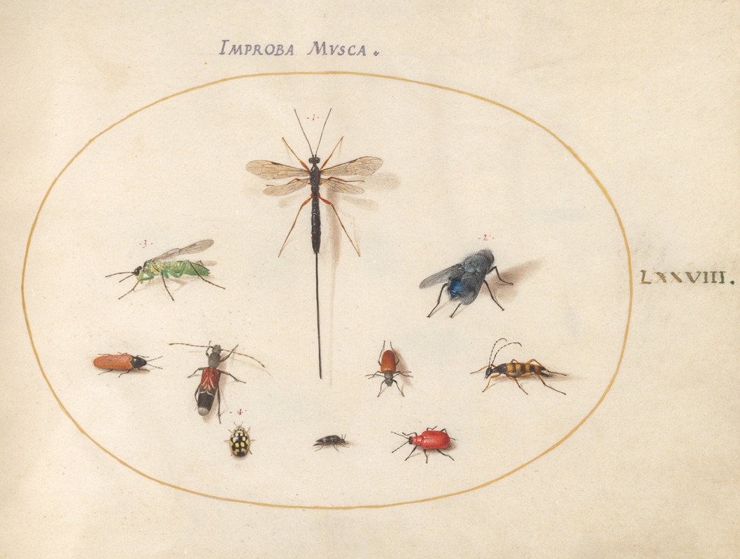 Joris Hoefnagel - Plate 78; Ten Insects, Including a Blue Fly