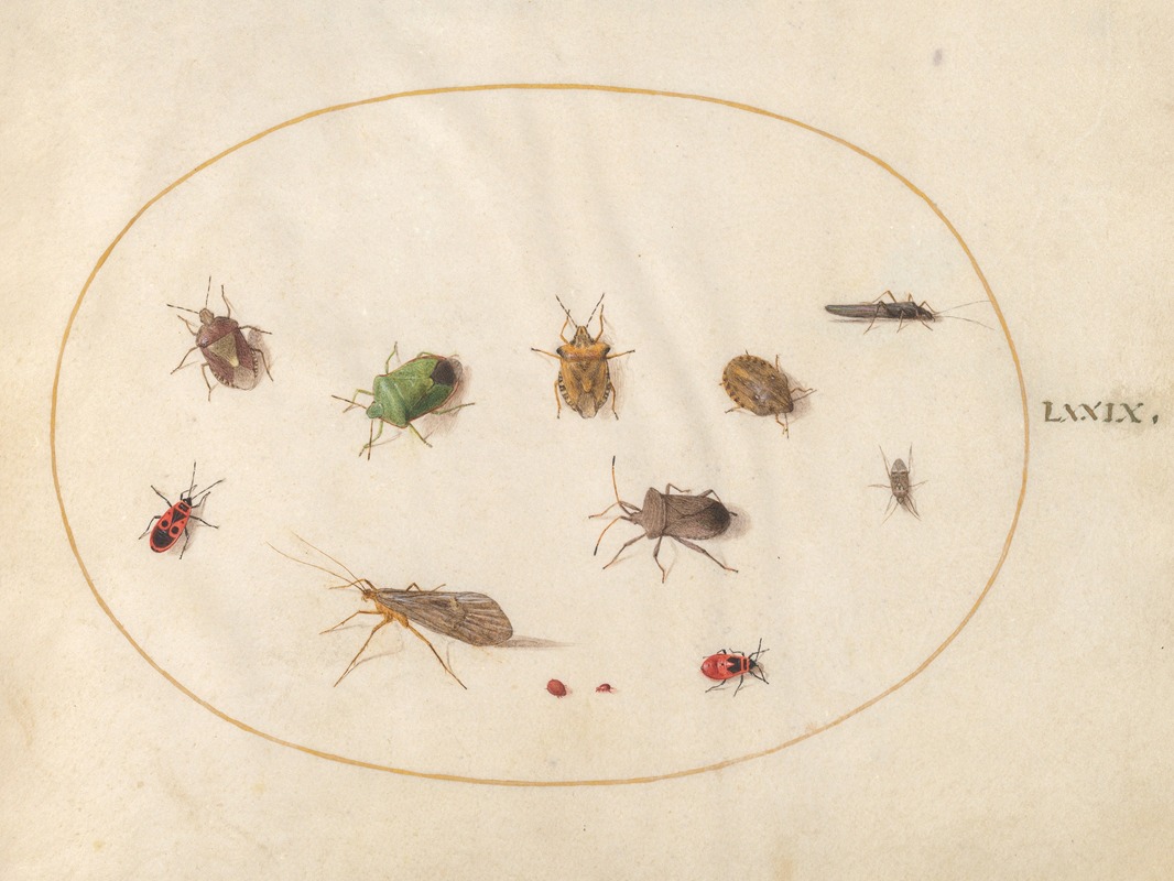 Joris Hoefnagel - Plate 79; Twelve Insects, Including Shield Bugs