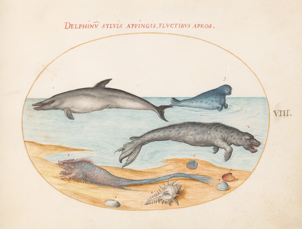 Joris Hoefnagel - Plate 8; A Dolphin, Two Seals, a Brethmechin, and Shells