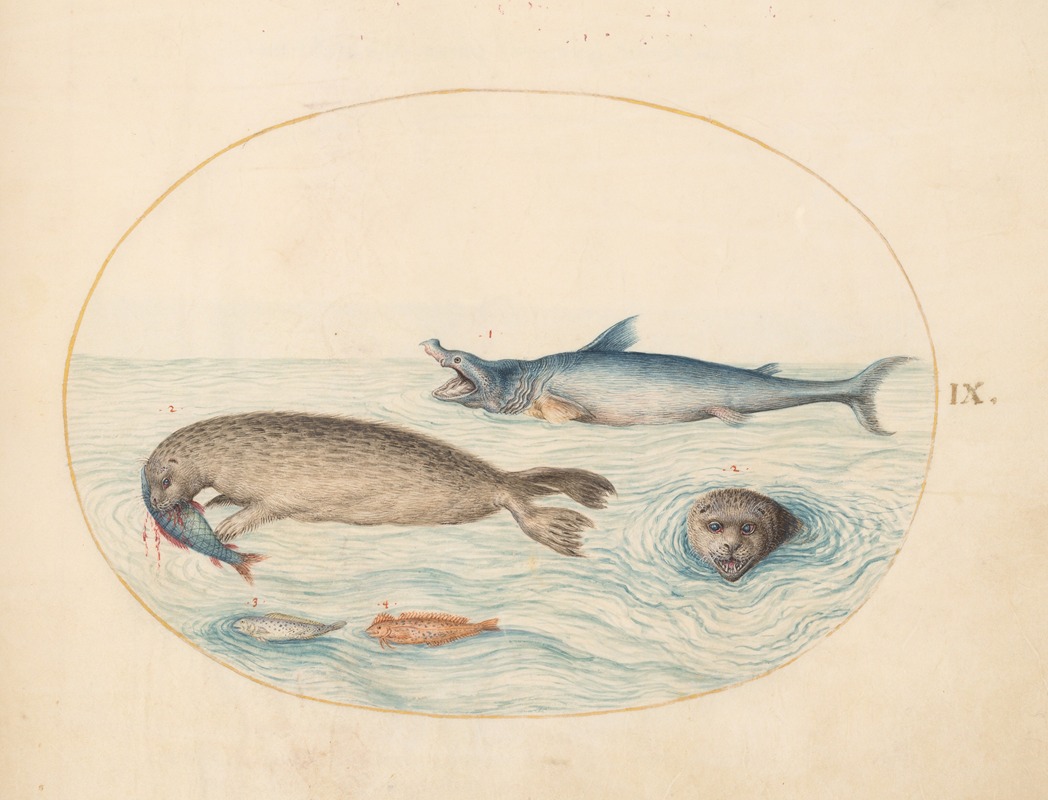 Joris Hoefnagel - Plate 9; A Great White Shark, Two Seals, and Two Fish