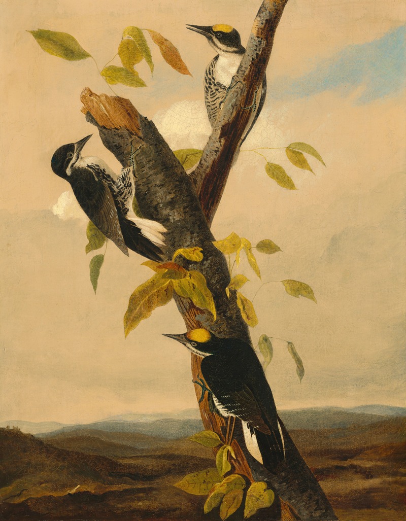 Joseph Bartholomew Kidd - Black-Backed Three-Toed Woodpecker