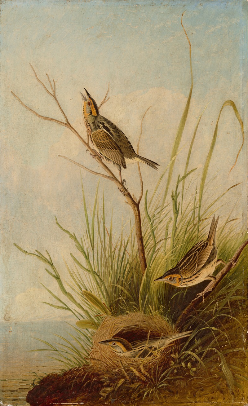 Joseph Bartholomew Kidd - Sharp-Tailed Finch