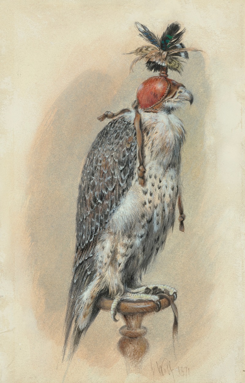 Joseph Wolf - A Gyrfalcon, hooded