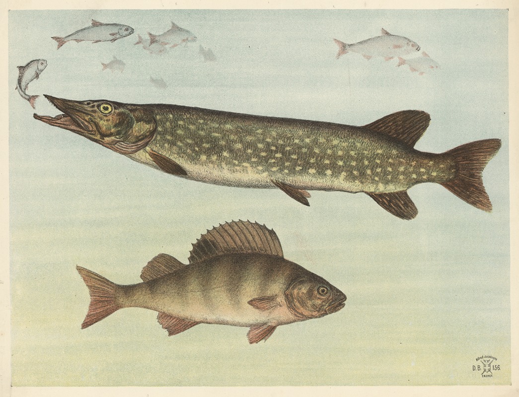 Oluf August Hermansen - Freshwater fish