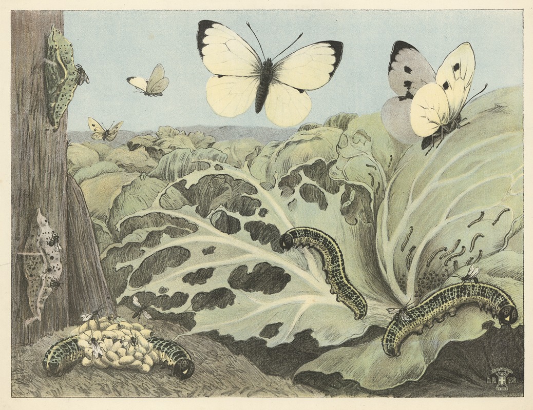 Oluf August Hermansen - Cabbage butterflies