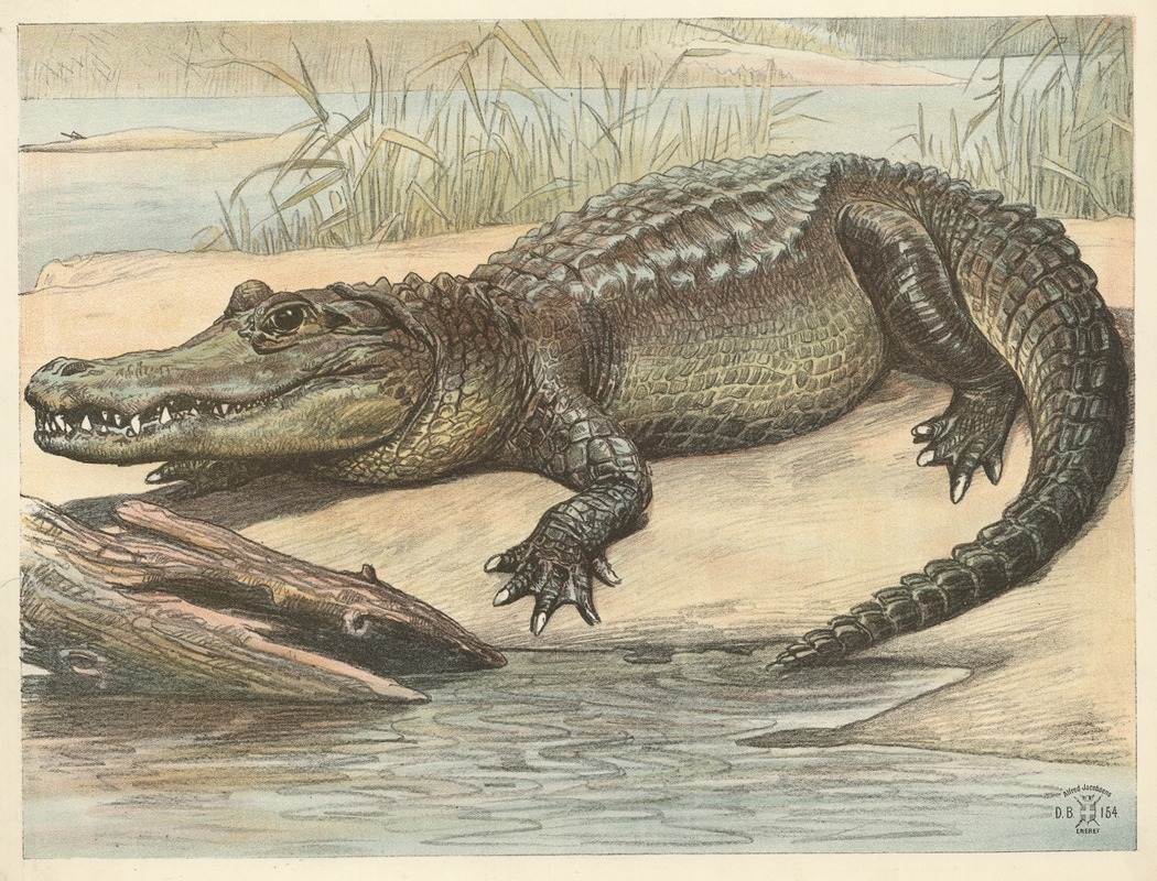 Oluf August Hermansen - Crocodile