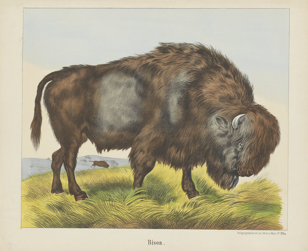 Joseph Scholz - Bison