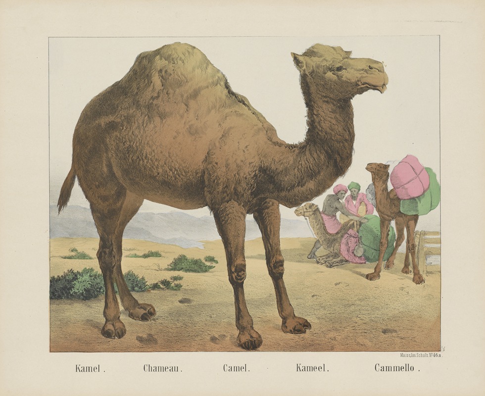 Joseph Scholz - Camel