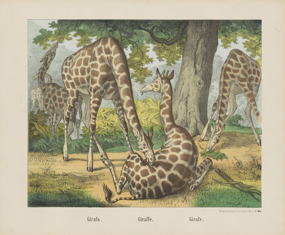 Joseph Scholz - Giraffe