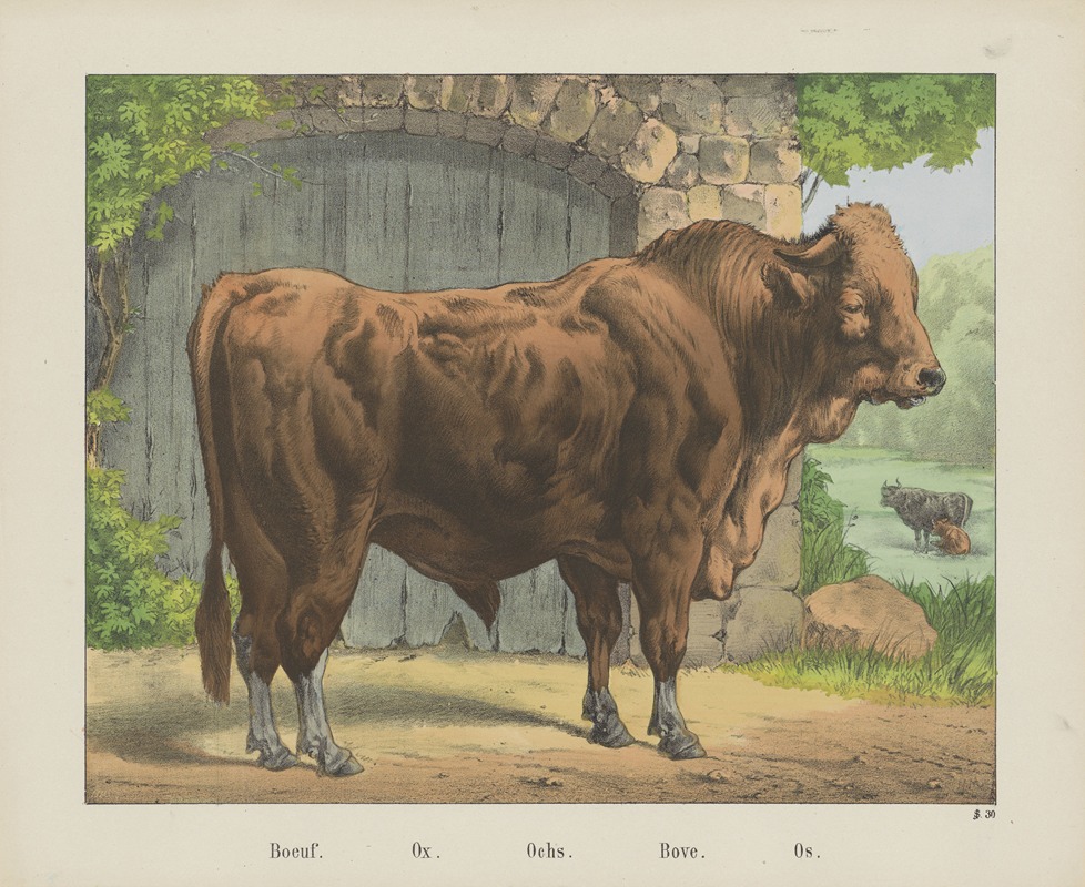 Joseph Scholz - Ox