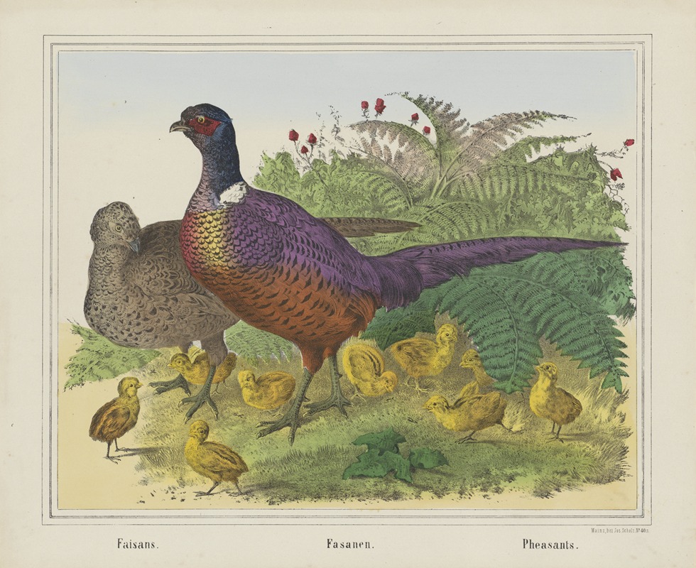 Joseph Scholz - Pheasants