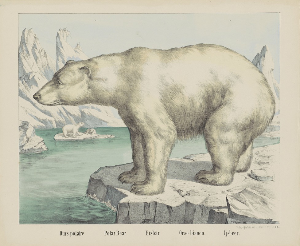 Joseph Scholz - Polar bear