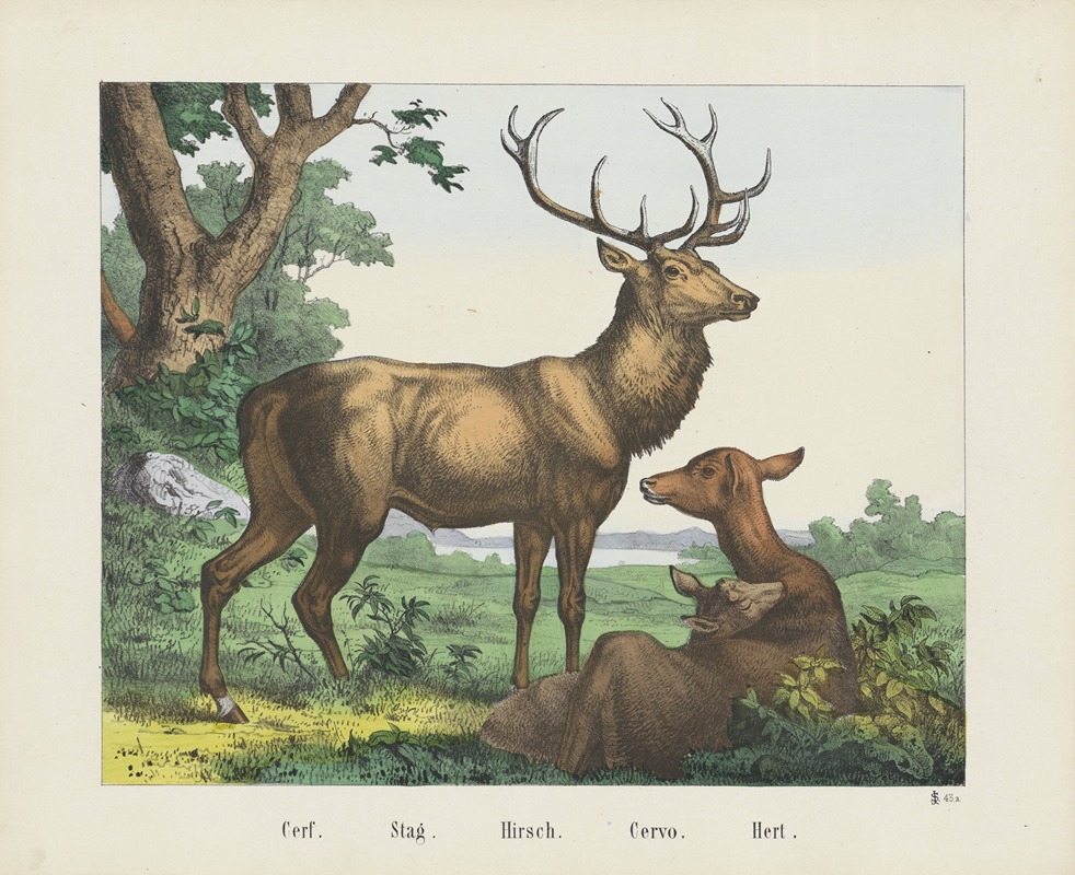 Joseph Scholz - Stag