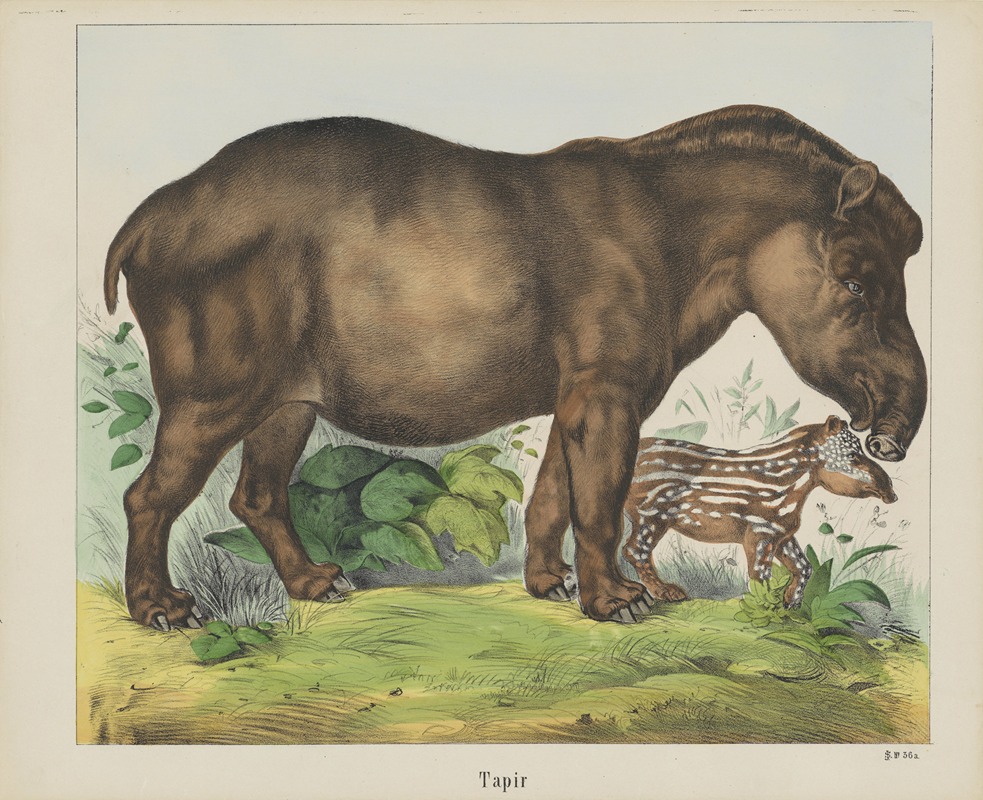 Joseph Scholz - Tapir