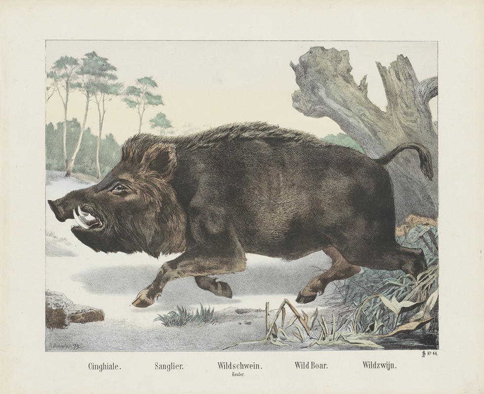 Joseph Scholz - Wild boar