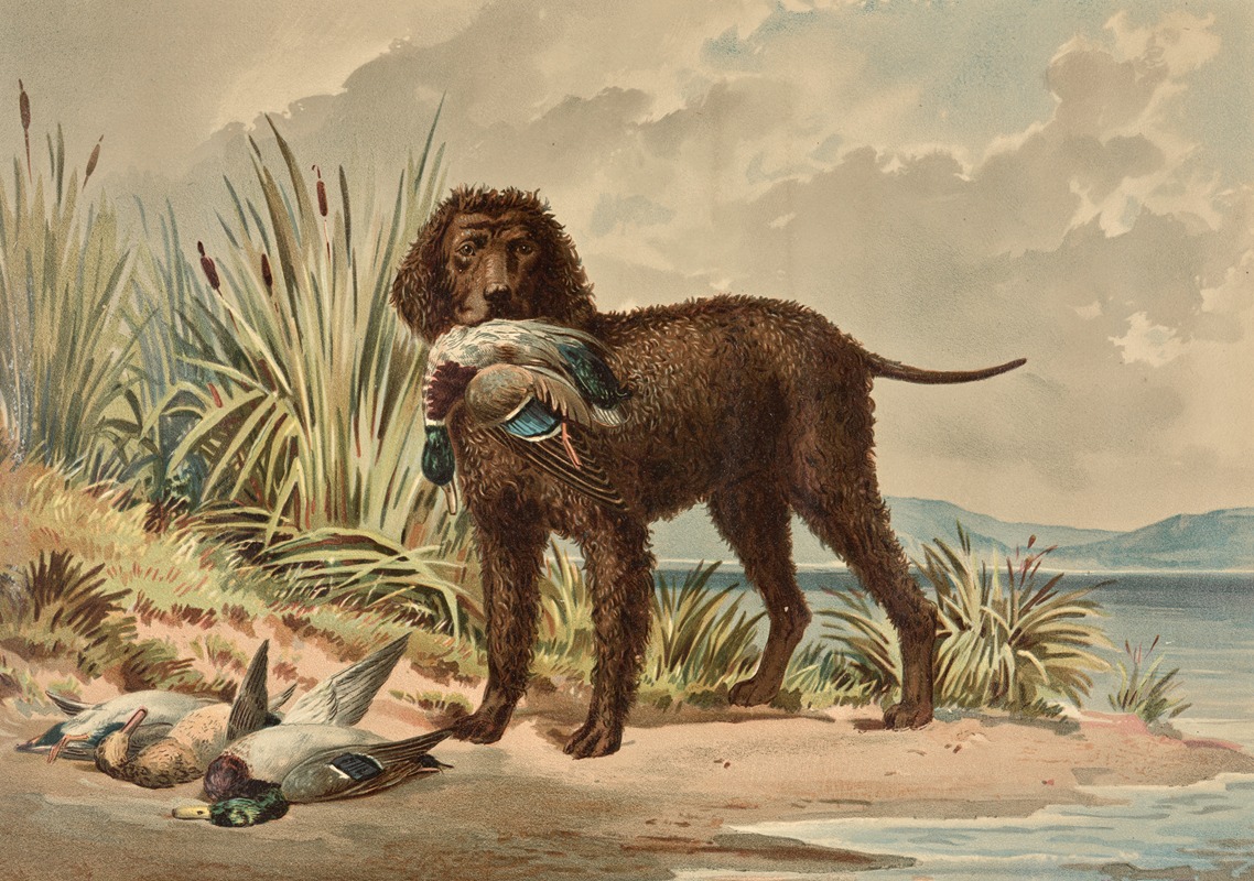 Alexander Pope Jr. - Standing Curly Coated Retriever, Mallard Duck in mouth, three more ducks on ground