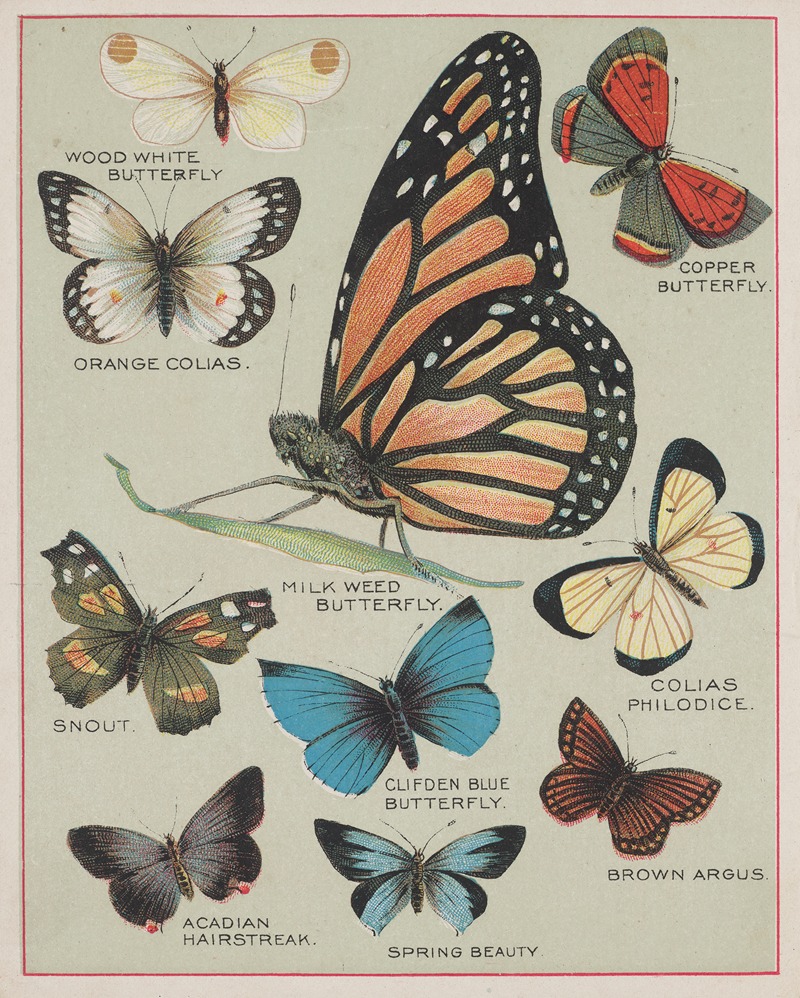 Chase & Sanborn - Butterflies of America Pl.2