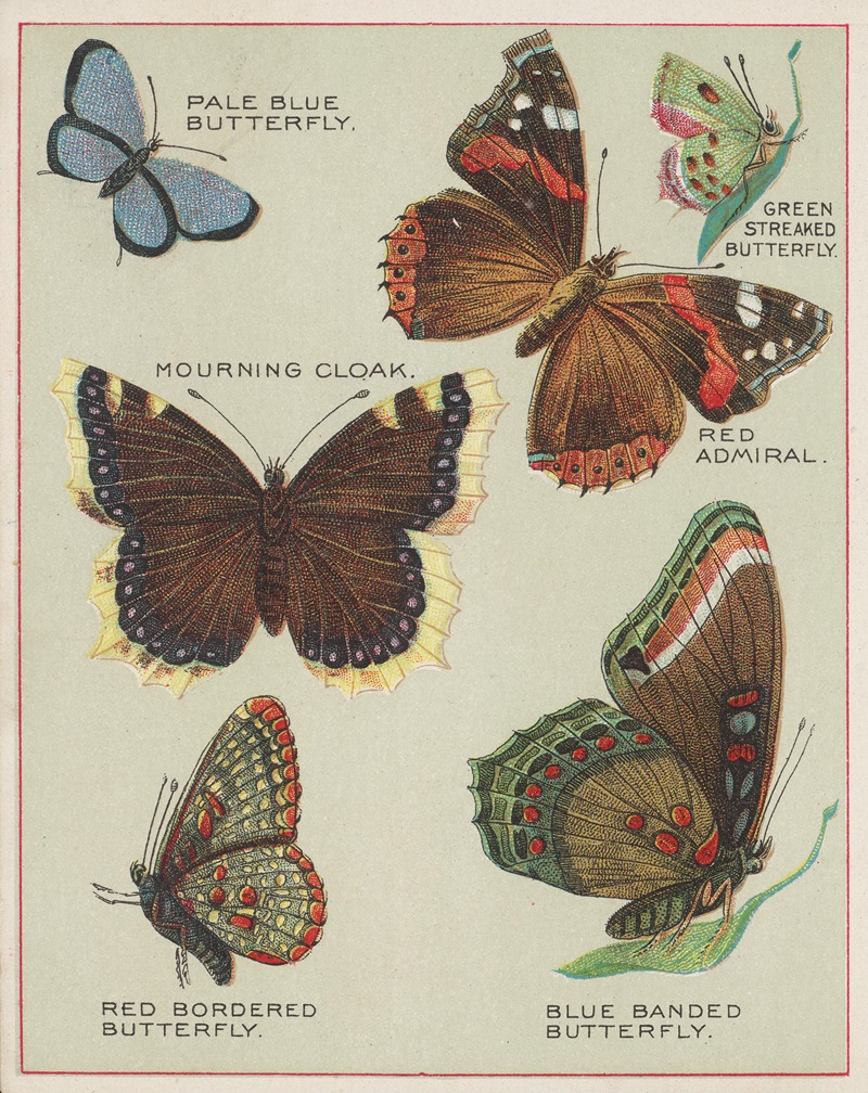 Chase & Sanborn - Butterflies of America Pl.4