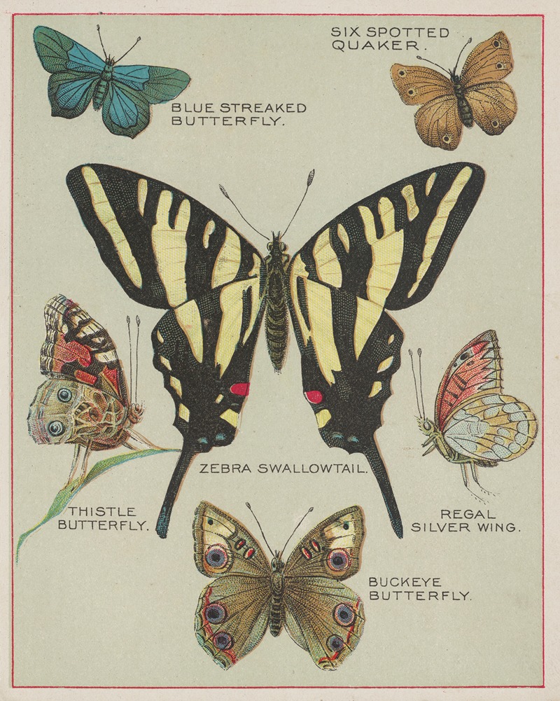 Chase & Sanborn - Butterflies of America Pl.5