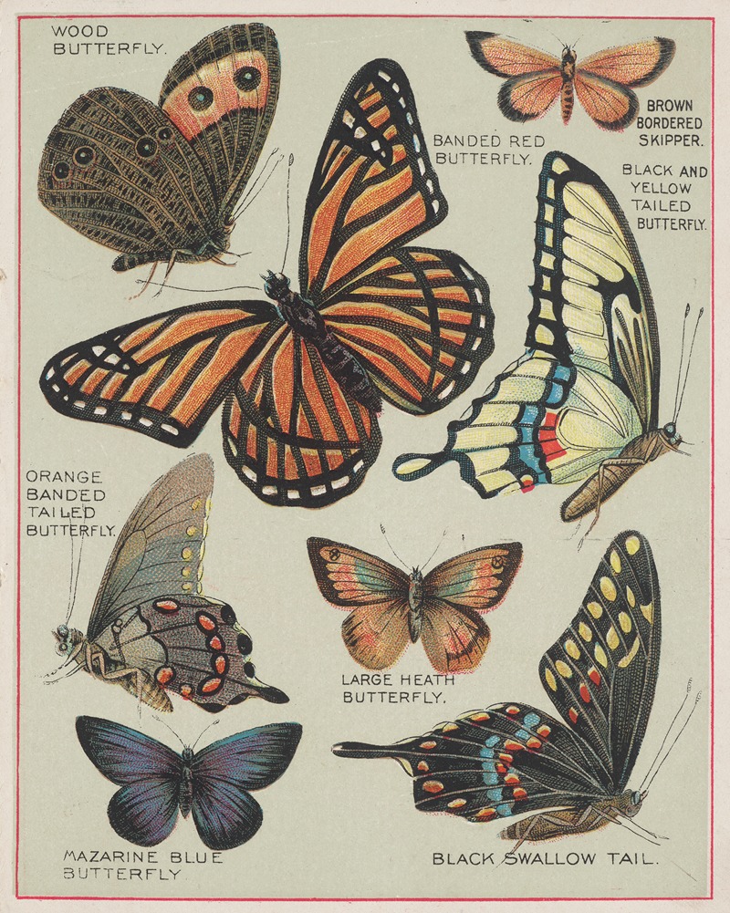 Chase & Sanborn - Butterflies of America Pl.7