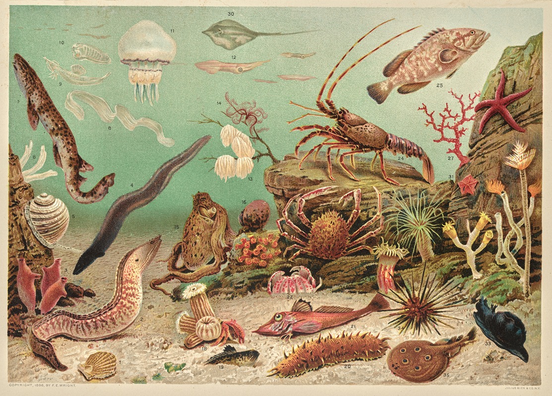 F. E. Wright - Marine life