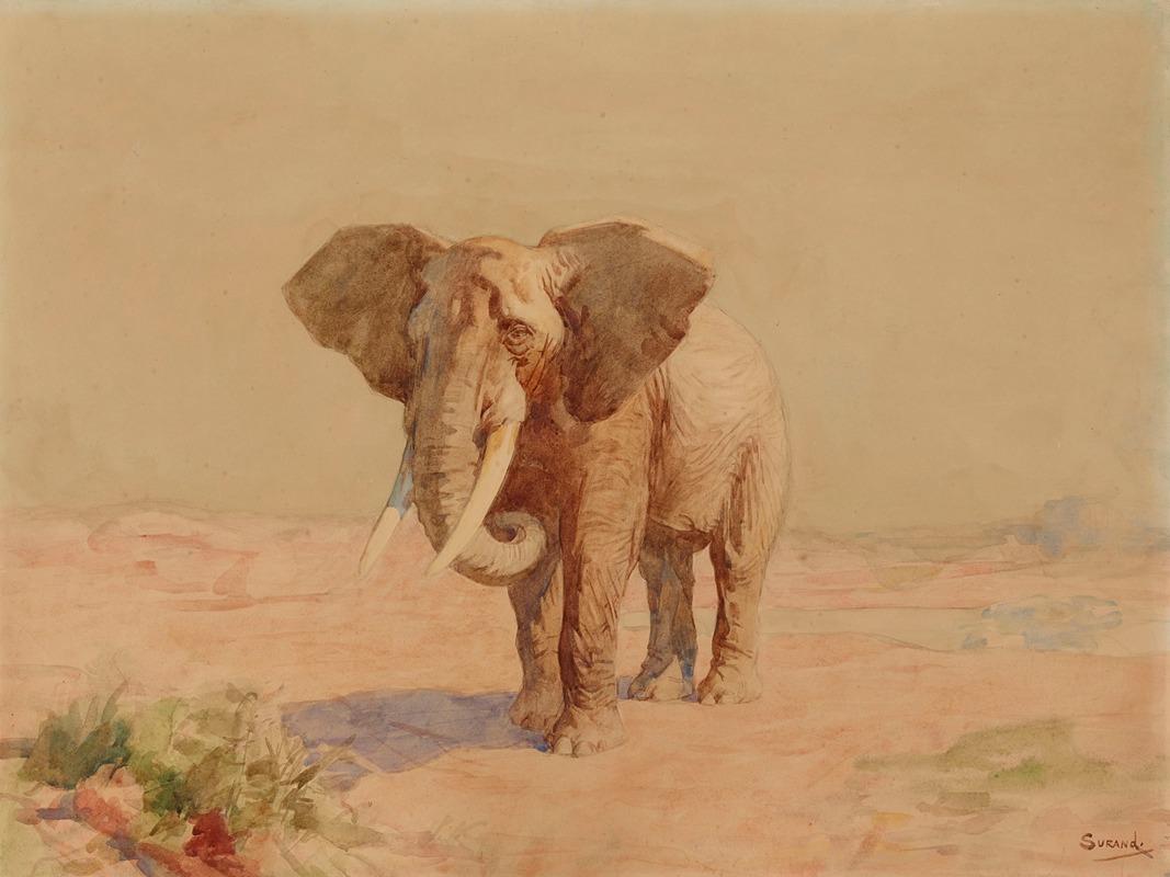 Gustave Surand - Eléphant