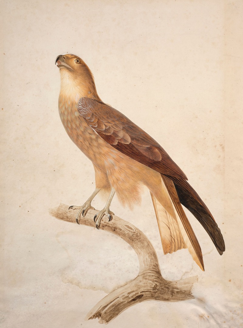 Jacques Barraband - Black kite (Milvus migrans)