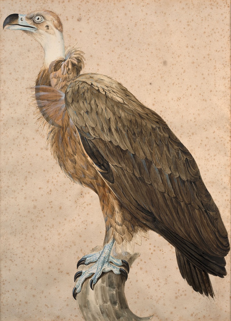 Jacques Barraband - Brown vulture