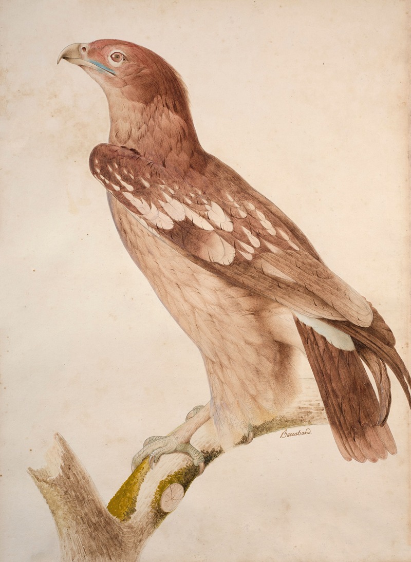 Jacques Barraband - Spotted eagle (juvenile)