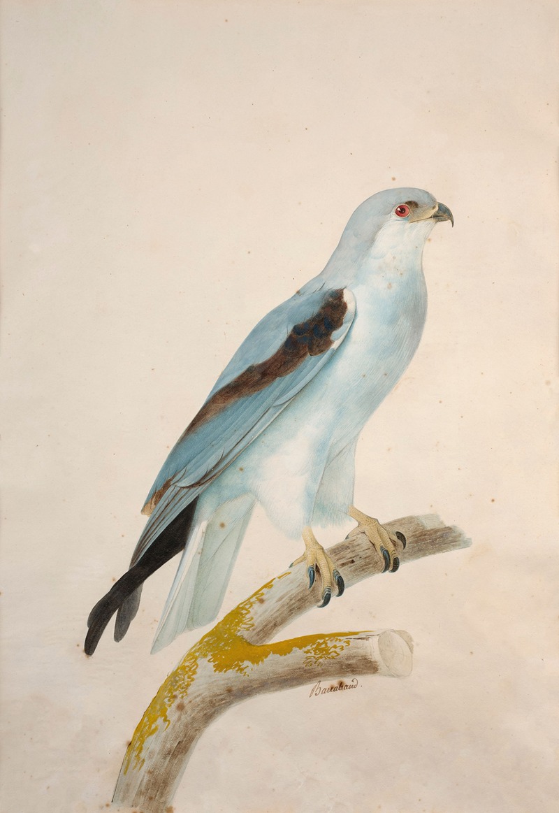 Jacques Barraband - White swallow-tailed kite (elanoides forficatus)